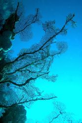 Shot on Osprey Reef, Great Barrier Reef in natural light ... by John Natoli 